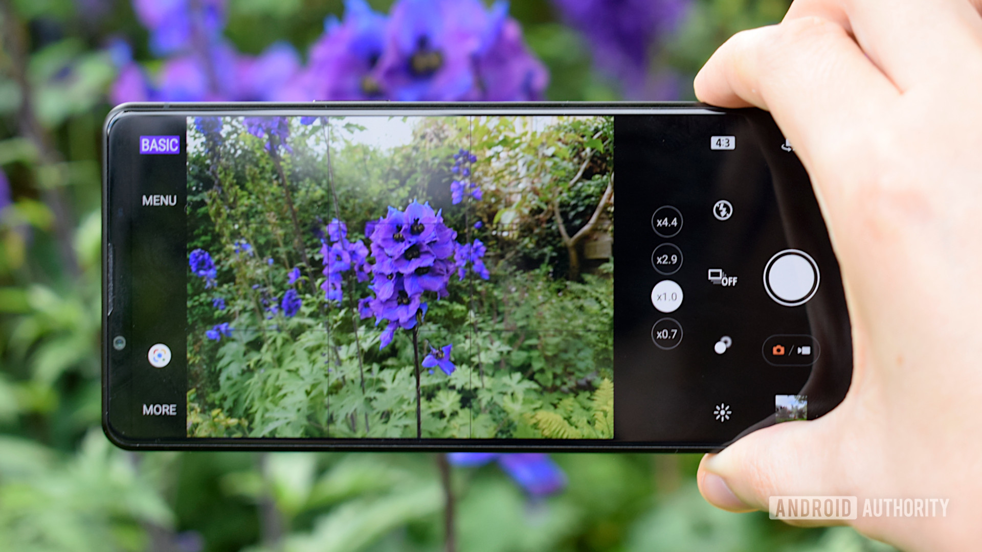 索尼Xperia 1 III相机应用拍摄紫花的照片