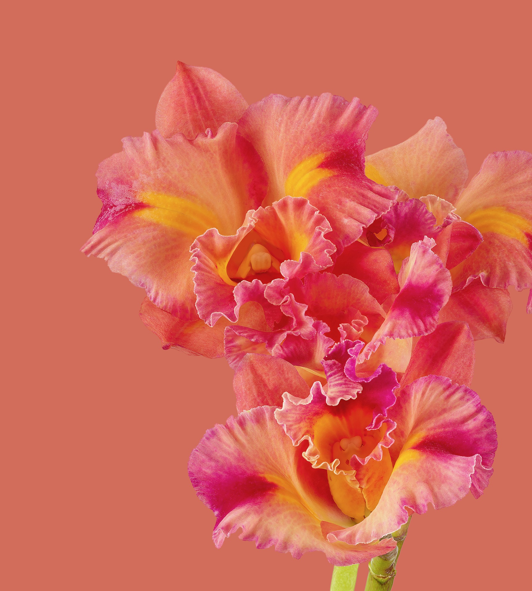 Pixel 6 Pro Wallpaper Cattleya Orchid Light撰写的Andrew Zuckerman