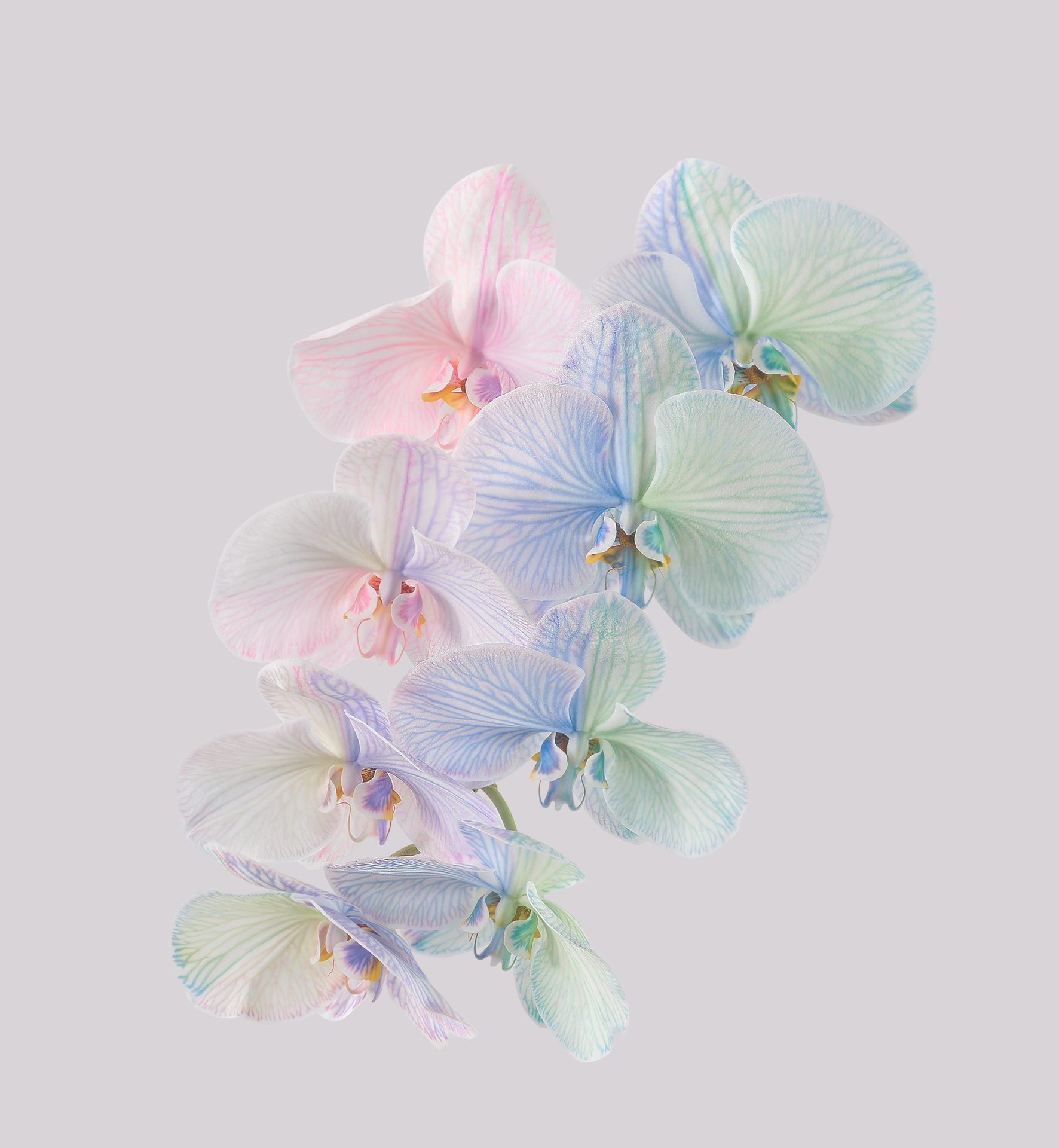 Pixel 6 Pro Wallpaper Moth Orchid Light by Andrew Zuckerman