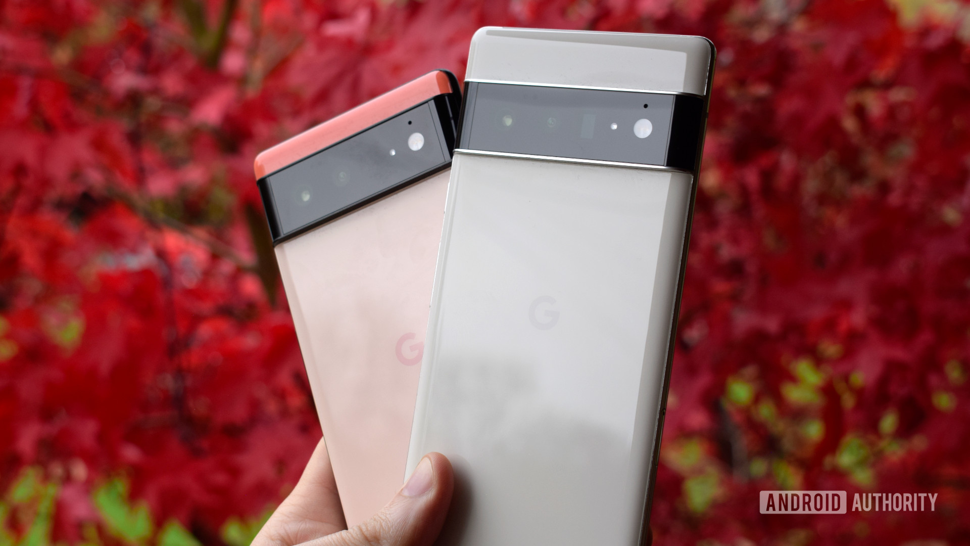 Google Pipel 6和Pixel 6 Pro在红叶背景上 - 带有库存Android的电话爱游戏刷手机版下载